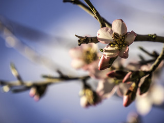 Spring blossom