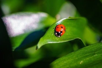 A ladybug on leaves. Coccinellidae is a widespread family of small beetles. They are commonly yellow, orange, or red with small black spots on their wing covers, with black legs, heads and antennae. 