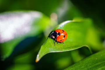 A ladybug on leaves. Coccinellidae is a widespread family of small beetles. They are commonly yellow, orange, or red with small black spots on their wing covers, with black legs, heads and antennae. 