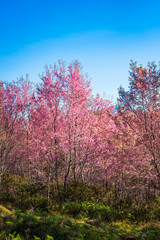 Wild himalayan cherry in sunshine day on top of mountain