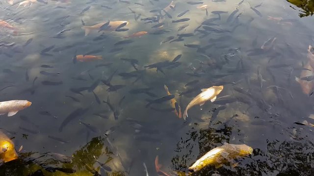 Top view of a lake with carps. Tirta Gangga - the water palace.