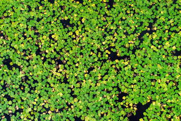 Vue aérienne des nénuphars verts et des lotus dans le lac tropical