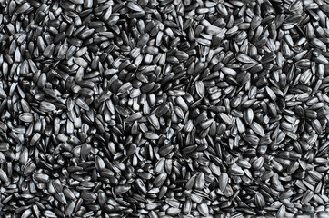 Sunflower seed. Background. Texture. Copy spaсe