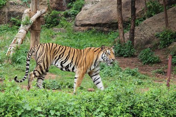 Tigers,  they live at zoo in Thailand  Asia,  for research and animal breeding.