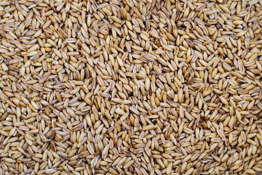 Oat grains. Background. Texture. Copy spaсe