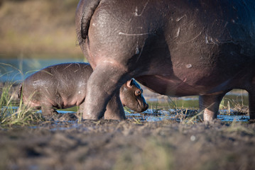 A horizontal, side lit, colour photograph of a very young hippo calf, Hippopotamus amphibius, with...