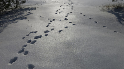 footprints in the snow