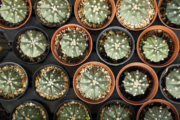 Cactus cultivation in plastic pot at the tree market. Cactus in pot decoration with pebble.