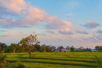 Beautiful sunset skies over the rice field in Bali