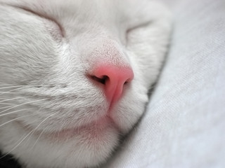 Portret śpiącego, białego kota - obrazy, fototapety, plakaty