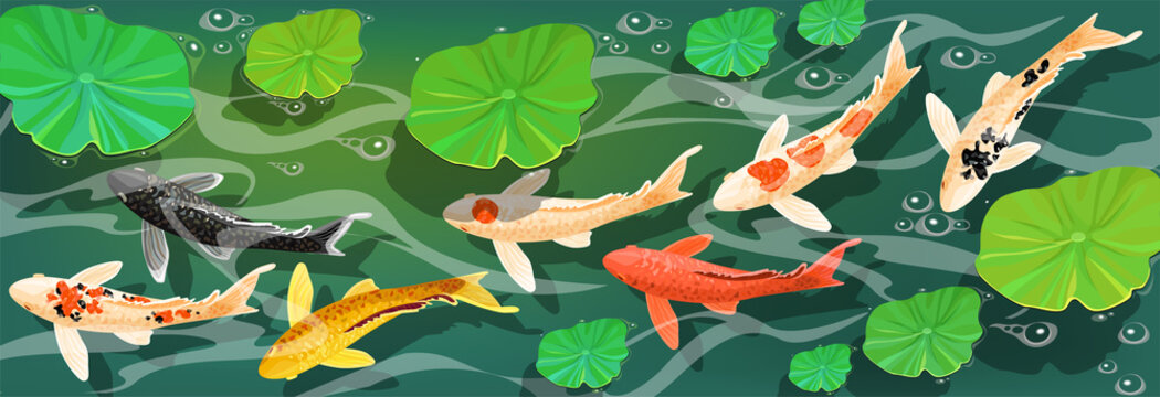 Carps Koi fish under water. Vector illustration.