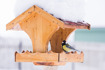 Bird feeder with Great tit (Parus major) in winter