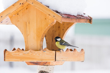 Obraz premium Bird feeder with Great tit (Parus major) in winter