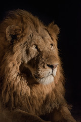 A vertical, spot lit, colour image of a large golden maned lion, Panthera leo, against a black background in the Greater Kruger Transfrontier Park, South Africa.