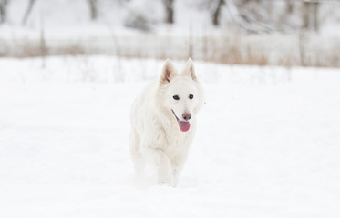 white Swiss Shepherd on a winter walk