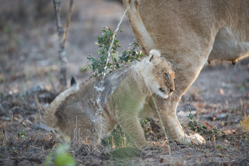 A horizontal, colour photograph of a lion cub, Panthera leo, standing under a stream of its mother's urine in Elephant Plains game lodge, Greater Kruger, South Africa.