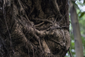 Wild natural scenery