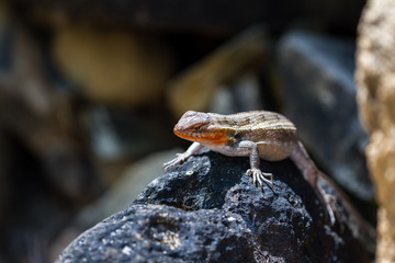 lizard in the sunshine