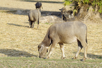 Thai buffalo eating grass on rice farm in Thailand.