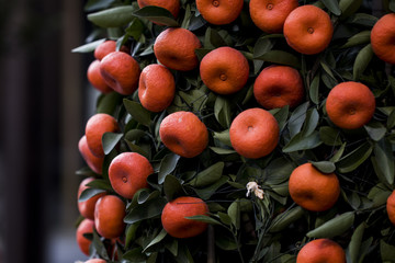 Orange potted plants on the streets of Guangzhou