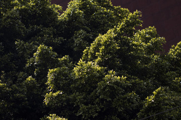 Obraz premium Wild natural scenery