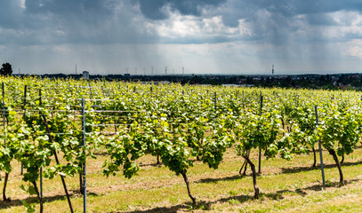 Fototapeta na wymiar vineyard with pinwheels and clouds