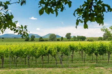 Fototapeta na wymiar trees in vineyard