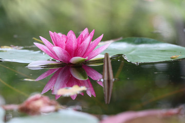 Pink water lily on water surface blooming in nature background reflection with water beautiful