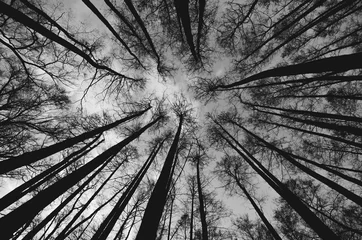 Nachschlagen von Bäumen im Wald in Schwarz und Weiß © Flemming