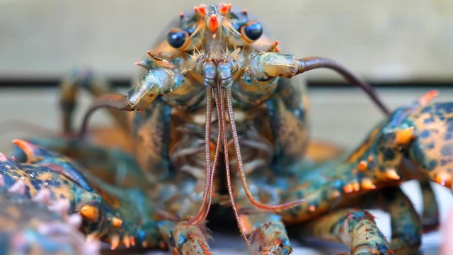 A close up fresh lobsters on the stairs waiting to be boiled