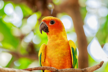 Sun Parakeet or Sun Conure parrot on tree.