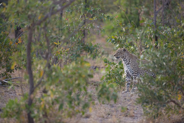 A horizontal, distant, colour photograph of a leopard, Panthera pardus, in the greater Kruger Transfrontier Park, South Africa.