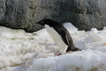 Fototapeta premium Adelie penguin on snow