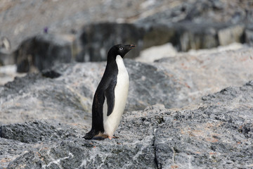 Adelie penguin on rock
