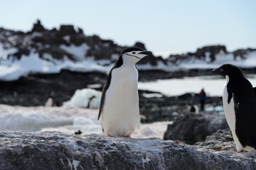 Obraz premium Chinstrap penguin on the beach