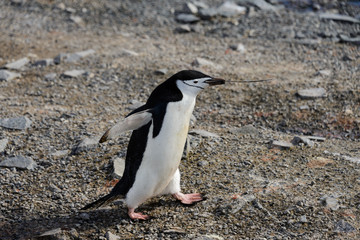 Obraz premium Chinstrap penguin with twig in beak