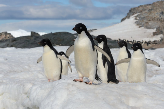 Adelie penguins on snow