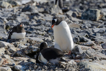 Fototapeta premium Gentoo penguin put stone in nest