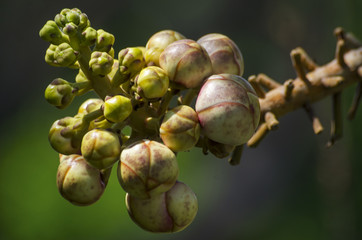 The flowers are blooming.