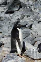 Fototapeta premium Adelie penguin on rock