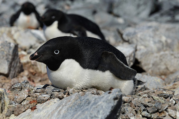 Fototapeta premium Adelie penguins in nest