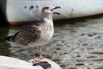 Junge Möwe -Heringsmöwe-am Bootssteg im Fischereihafen