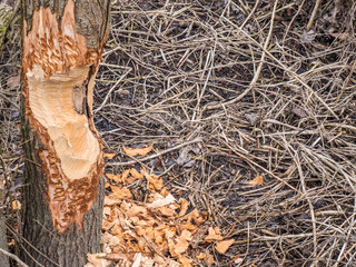 Biberspuren an einem Baum