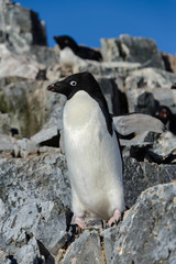 Fototapeta premium Adelie penguin on rock