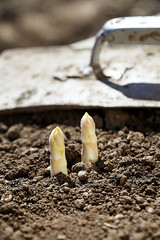 Obraz premium Spargel spriesst aus der Erde
