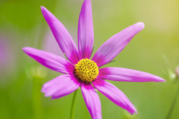 Blurry Cosmos flower bloom.