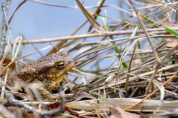 green river frog sitting on a dry grass