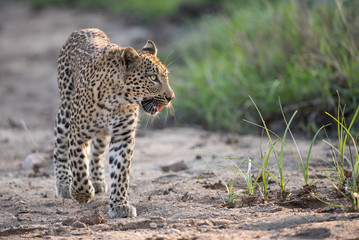 Fototapeta na wymiar A horizontal, full length, colour image of a leopard, Panthera pardus, walking in side light in the Greater kruger Transfrontier Park, South Africa.