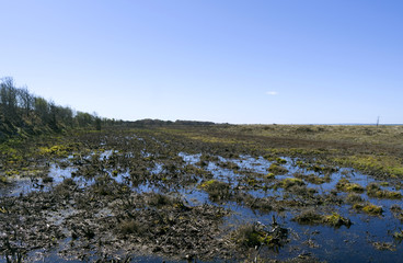 Laesoe / Denmark: Moorland behind the dunes at Storedal in April