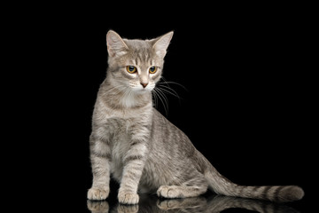 Cray Tabby Kitten Sitting on Isolated Black Background